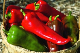 Piros marconi paprika - Édespaprika ritkaságok az Egzotikus Növények Stúdiója kínálatában
